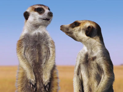 Meerkats: Connecting Devices